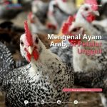 √ Informasi Lengkap Mengenai Ayam Arab | HOBI TERNAK