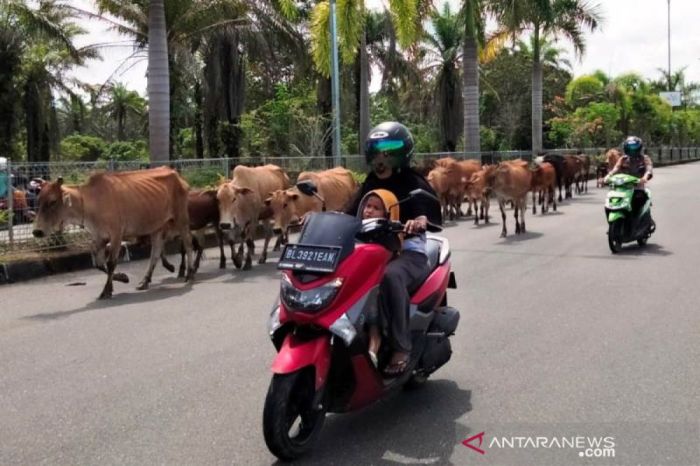 Ternak jangkrik di Suka Makmue, Nagan Raya