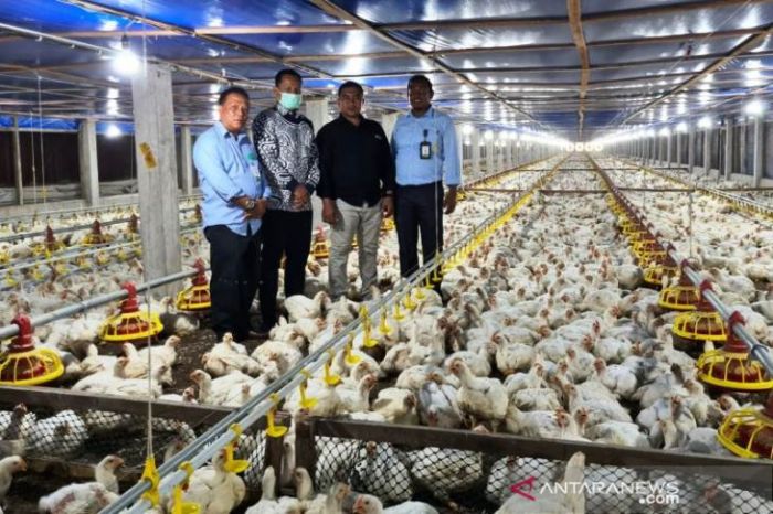 Peternakan ayam kampung di Meurah Dua, Pidie Jaya