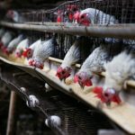 Peternakan ayam kampung di Syiah Kuala, Kota Banda Aceh