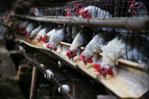 Peternak Ayam Petelur di Blitar Menjerit, Inilah Penjelasannya