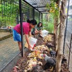 Beternak ayam di pekarangan rumah di Peusangan Selatan Bireuen