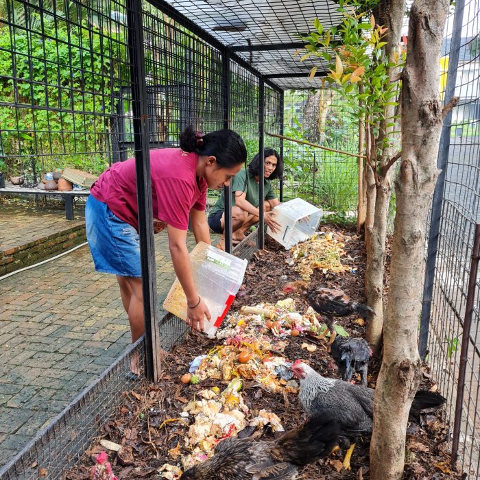 Cara Pelihara Ayam di Halaman Rumah Biar Nggak Bau Kebun Kumara Beternak ayam di pekarangan rumah di Peusangan Selatan Bireuen