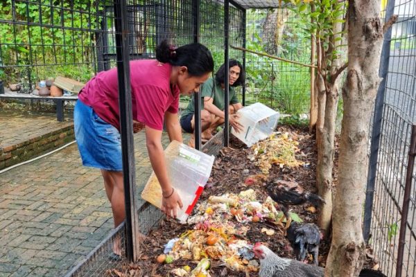 Beternak Ayam Di Pekarangan Rumah - 51+ Koleksi Gambar