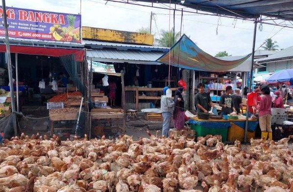 Ayam merah petelur di Rawa Pitu, Tulang Bawang