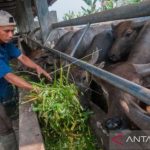 Populasi ternak kerbau di Aceh Barat mencapai 21.517 ekor, sapi 7.089 ...