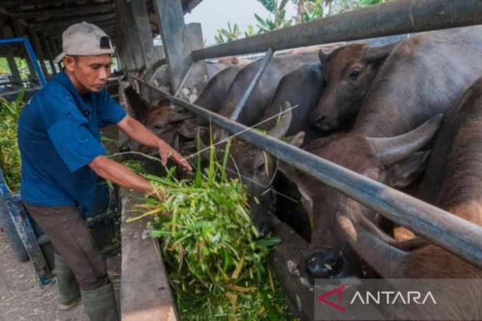 Populasi ternak kerbau di Aceh Barat mencapai 21.517 ekor, sapi 7.089 ...