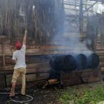 Laka Tunggal! Pengendara Motor Tabrak Lembu Ternak yang Berkeliaran di ...