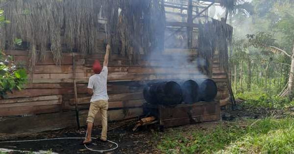 Laka Tunggal! Pengendara Motor Tabrak Lembu Ternak yang Berkeliaran di ...