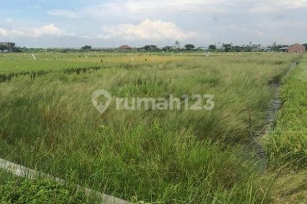 Peternakan ayam kampung di Sayung, Demak