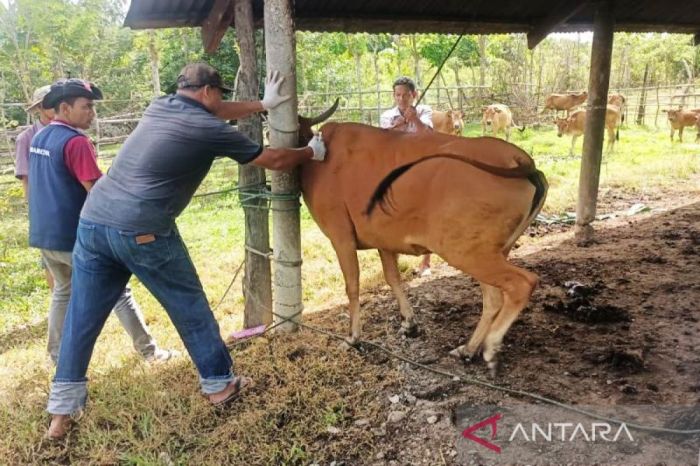 Mengintip Bisnis Ternak Jangkrik yang Menguntungkan Ternak jangkrik di Tadu Raya, Nagan Raya