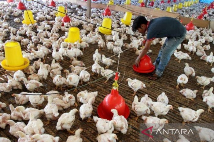 Populasi ayam pedaging di Aceh Barat naik jadi 256.743 ekor, ini ... Populasi ayam pedaging di Aceh Barat naik jadi 256.743 ekor, ini ...