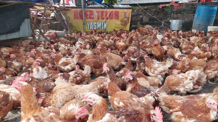 Ayam Merah Mulai Diburu Pembeli, Pedagang Stok Hingga 1.500 Ekor ... Ayam merah petelur di Tumijajar, Tulang Bawang Barat