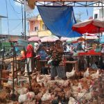 Populasi Ayam Petelur Di Jatim 52,9 Juta ekor, 28 Persen Dari Populasi ...