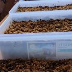 Budidaya maggot pemula di Seulimeum Aceh Besar