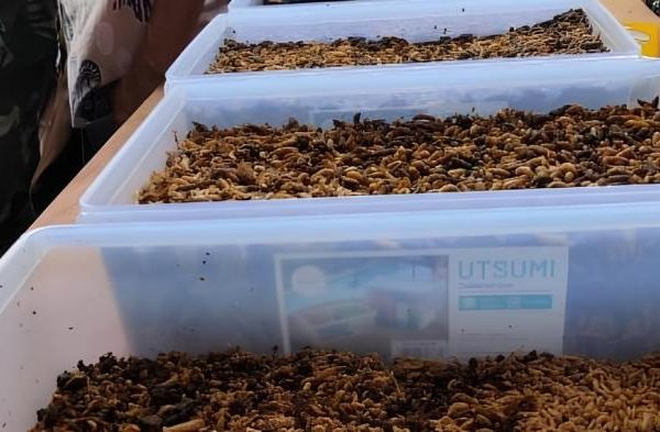 Budidaya maggot pemula di Seulimeum Aceh Besar