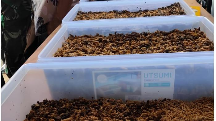 Budidaya maggot pemula di Kota Bahagia Aceh Selatan