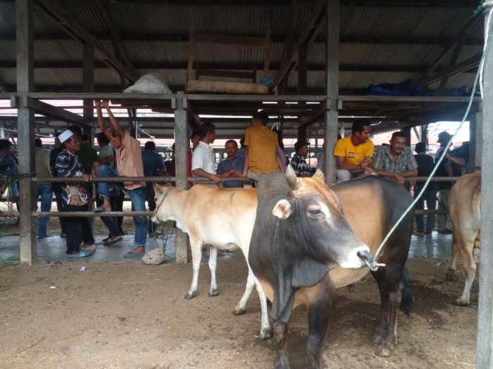 Bisnis Menjanjikan! Begini Cara Ternak Jangkrik hingga Meraup Untung Besar Ternak jangkrik di Meurah Mulia, Aceh Utara