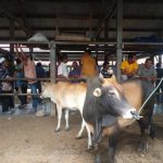 Ternak di Jeumpa Aceh Barat Daya