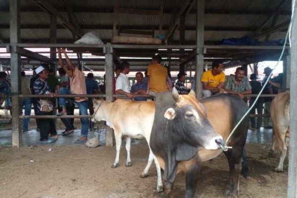 Ternak di Jeumpa Aceh Barat Daya