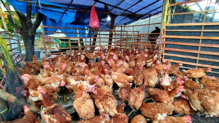 Jelang Lebaran Idul Fitri 1445 Hijriah, Harga Ayam Merah di Paser ... Ayam merah petelur di Tumijajar, Tulang Bawang Barat