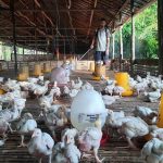 8 Cara Beternak Ayam Kampung dengan Modal Kecil, Hasil Menguntungkan ...