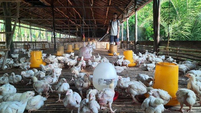 8 Cara Beternak Ayam Kampung dengan Modal Kecil, Hasil Menguntungkan ... 8 Cara Beternak Ayam Kampung dengan Modal Kecil, Hasil Menguntungkan ...
