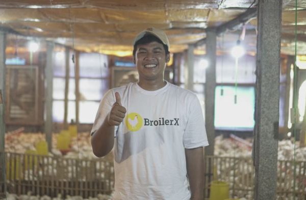 Cara Ternak Ayam Broiler, Cepat Panen Untung Melimpah