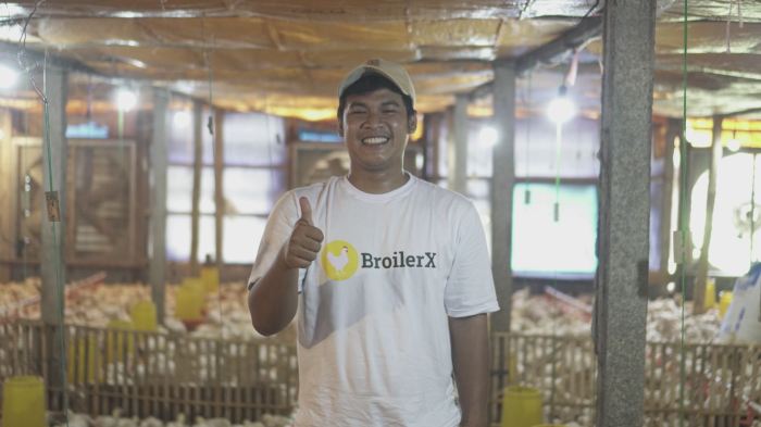 Cara Ternak Ayam Broiler, Cepat Panen Untung Melimpah Cara Ternak Ayam Broiler, Cepat Panen Untung Melimpah