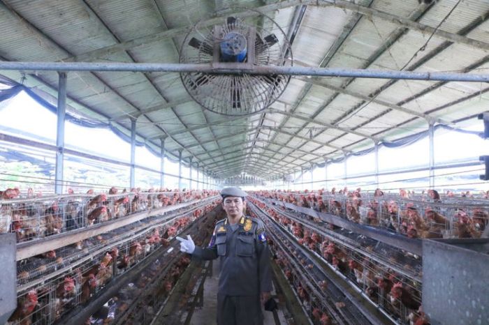 Sukses Ternak Ayam Kampung Sekala Rumahan!! Kini mencoba Buka Kemitraan ... Peternakan ayam kampung di Sukajaya, Kota Sabang