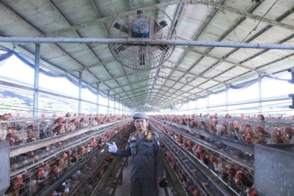 Peternakan ayam kampung di Labuhan Haji Barat, Aceh Selatan