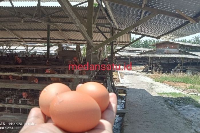 Kenaikan harga ayam potong di Aceh | ANTARA Foto Penjual ayam petelur terdekat di Labuhan Haji Aceh Selatan