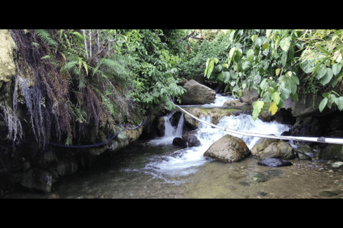 Peternakan ayam kampung di Putri Betung, Gayo Lues