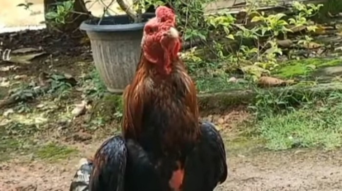 Ayam arab di Semaka, Tanggamus