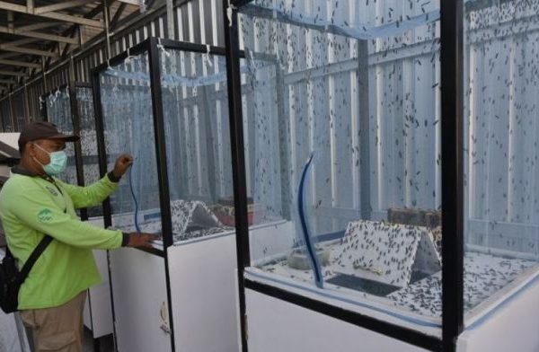 Mengenal Budidaya Magot dari Pojok Krembangan Surabaya dan Rupa-rupa ...