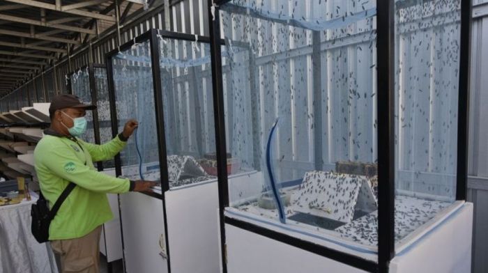 Mengenal Budidaya Magot dari Pojok Krembangan Surabaya dan Rupa-rupa ...