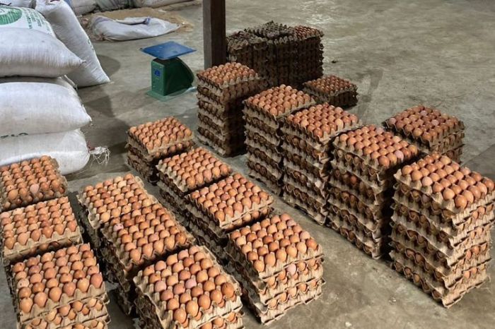 Panduan Lengkap: Sukses Budidaya Ayam Petelur di Indonesia