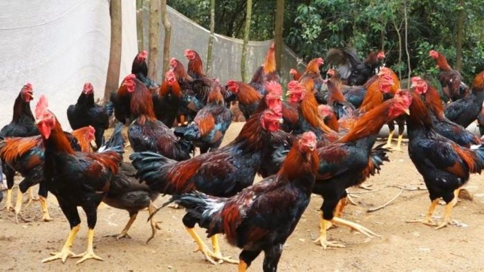 Peternakan ayam kampung di Wonotunggal, Batang