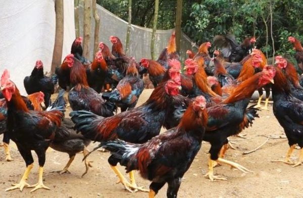 Peternakan ayam kampung di Celala, Aceh Tengah