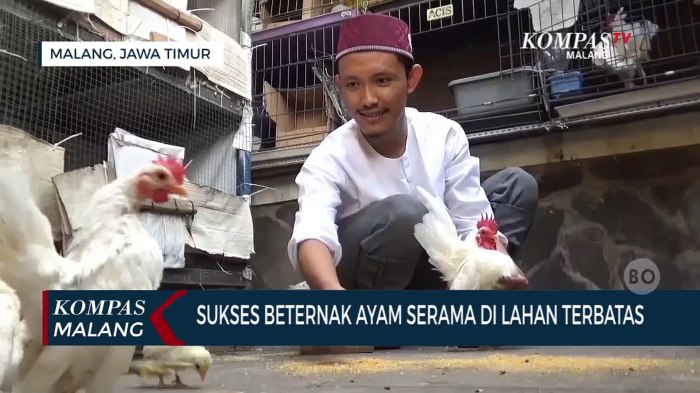 Sang Pamuji Sukses Beternak Ayam Serama di Lahan Terbatas