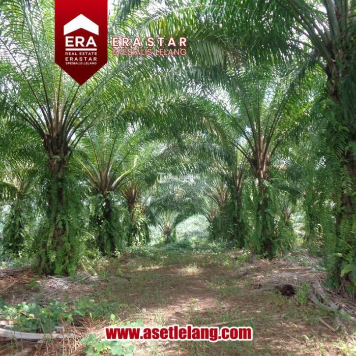 Dijual Tanah Kebun Kelapa Sawit Sangat Luas SHM Lungkang Kule, Kinal di ... Ayam arab di Lungkang Kule, Kaur