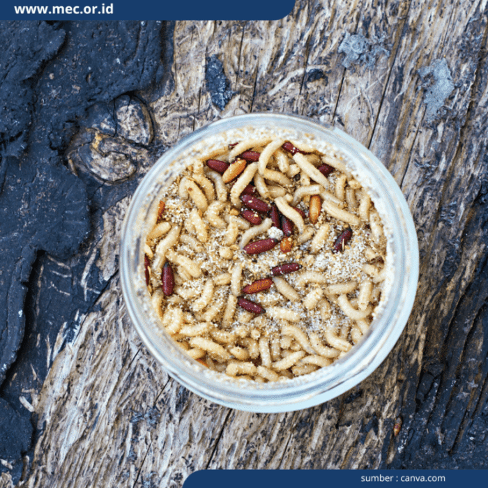 Budidaya Maggot Di Desa Moen Ikeun Kurangi Limbah Dan Hasilkan Pakan ... Budidaya maggot pemula di Suka Makmur Aceh Besar