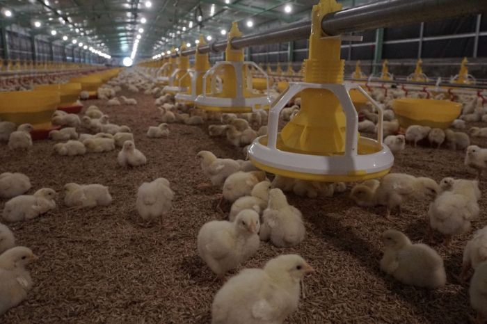 Budidaya ayam broiler di Muara Kemumu, Kepahiang