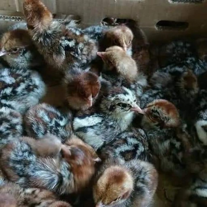 Jual Ayam Arab Usia Baru Saja Menetas dan Beberapa Informasi Mengenai ... Jual Ayam Arab Usia Baru Saja Menetas dan Beberapa Informasi Mengenai ...