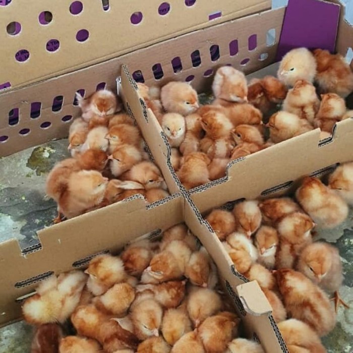Jenis Ayam Petelur: 13 Varietas Berkualitas dan Paling Populer Penjual ayam petelur terdekat di Kota Bahagia Aceh Selatan