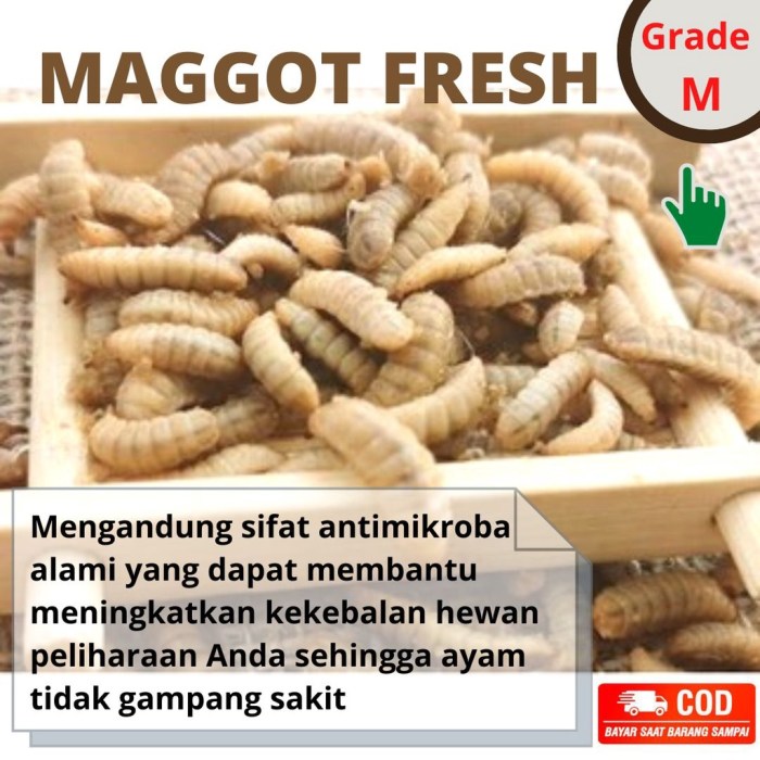 Jual Maggot BSF Fresh Pakan Ternak Grade M 100 Gram | Shopee Indonesia Jual Maggot BSF Fresh Pakan Ternak Grade M 100 Gram | Shopee Indonesia