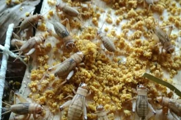 Ternak jangkrik di Peureulak Timur Aceh Timur