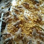 Jual Jangkrik 1 ons pakan burung | Shopee Indonesia