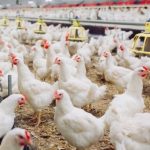 Cara Budidaya Ayam Boiler, Berikut Panduan Lengkap untuk Pemula