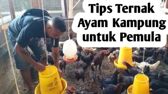 Cara Ternak Ayam Kampung Untuk Pemula, Modal Minim Untung Besar
